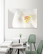 Zoom Obraz Biela orchidea 